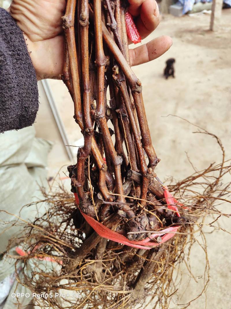 河北葡萄苗阳光玫瑰基地发货假一赔万提供技术支持