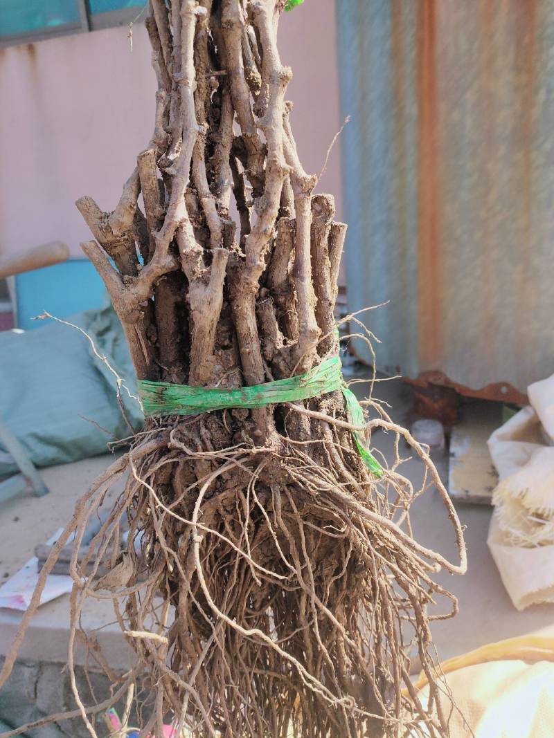 河北葡萄苗阳光玫瑰基地发货假一赔万提供技术支持