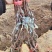 河北葡萄苗阳光玫瑰基地发货假一赔万提供技术支持