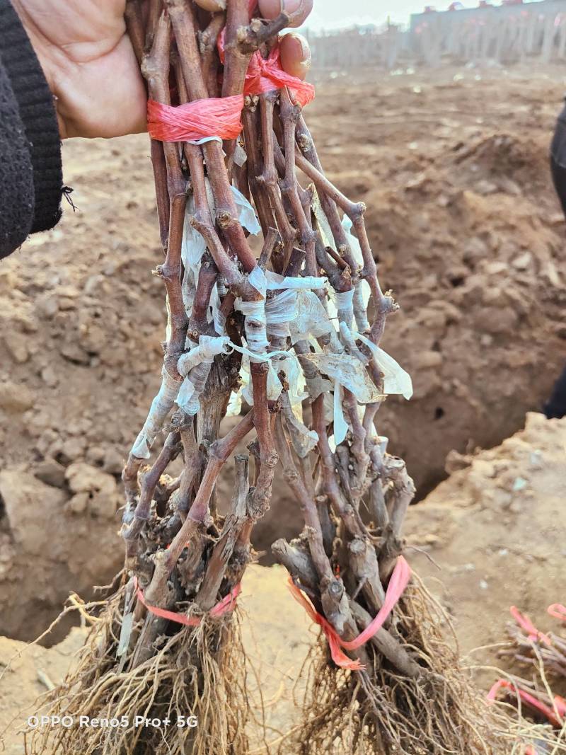 河北葡萄苗阳光玫瑰基地发货假一赔万提供技术支持