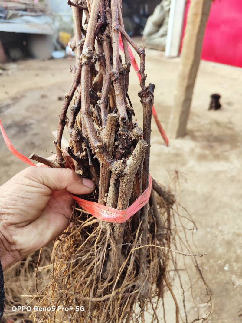 河北葡萄苗阳光玫瑰基地发货假一赔万提供技术支持