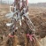 河北葡萄苗阳光玫瑰基地发货假一赔万提供技术支持
