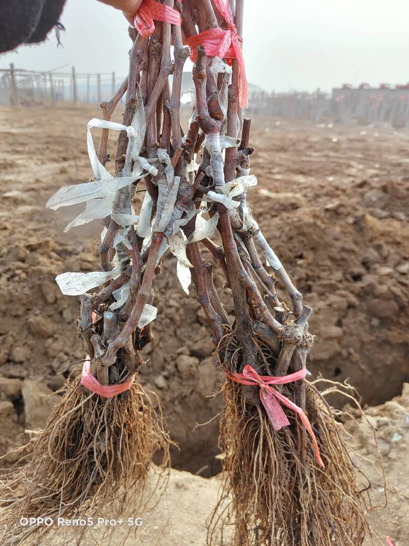 河北葡萄苗阳光玫瑰基地发货假一赔万提供技术支持