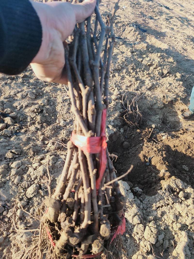 河北葡萄苗阳光玫瑰基地发货假一赔万提供技术支持