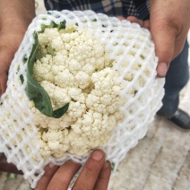 菜花松花菜产地直发大量上市诚信经营量大从优