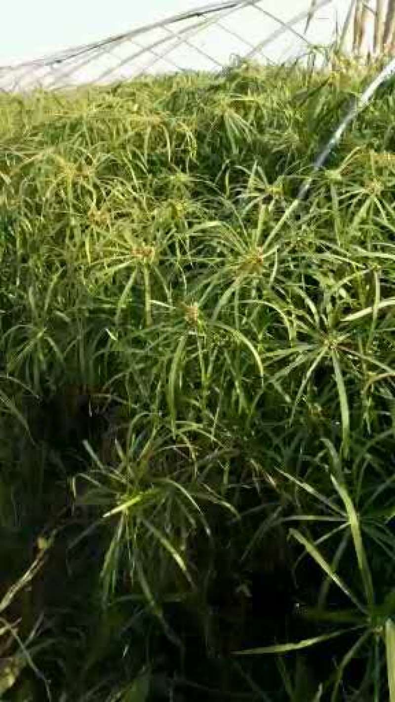 旱伞草，质优价廉，欢迎大量采购，诚信经营，量大从优