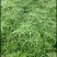旱伞草，质优价廉，欢迎大量采购，诚信经营，量大从优