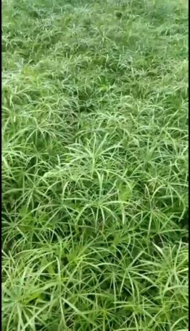旱伞草，质优价廉，欢迎大量采购，诚信经营，量大从优