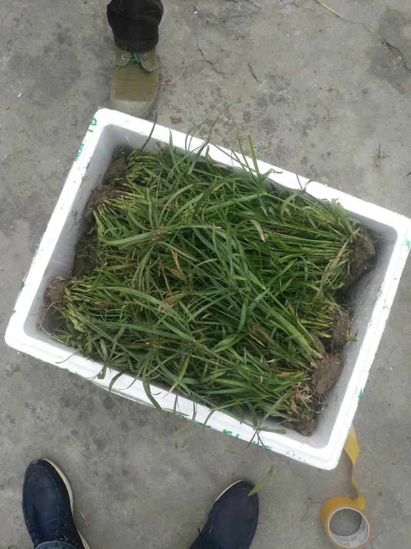旱伞草，质优价廉，欢迎大量采购，诚信经营，量大从优