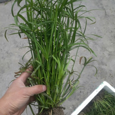 旱伞草，质优价廉，欢迎大量采购，诚信经营，量大从优