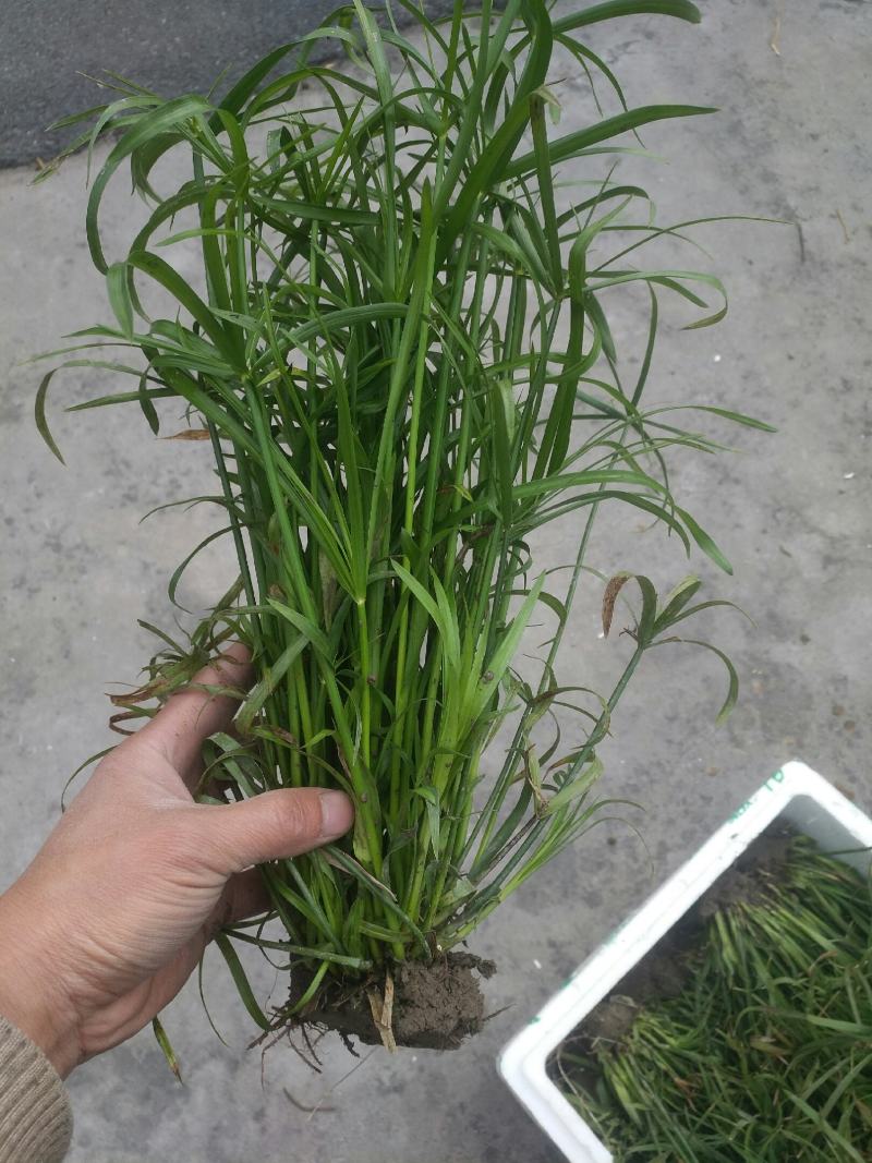 旱伞草，质优价廉，欢迎大量采购，诚信经营，量大从优