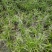 旱伞草，质优价廉，欢迎大量采购，诚信经营，量大从优