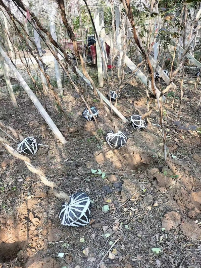 凌霄美国凌霄四季开花爬藤苗规格齐全产地直销