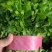 河南焦作大叶香菜，品质保证，市场，电商，超市欢迎选购。