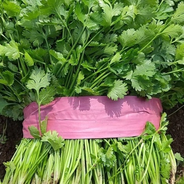 河南焦作大叶香菜，品质保证，市场，电商，超市欢迎选购。