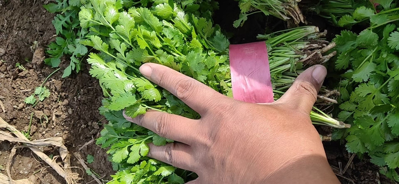 香菜植株与新鲜香菜叶