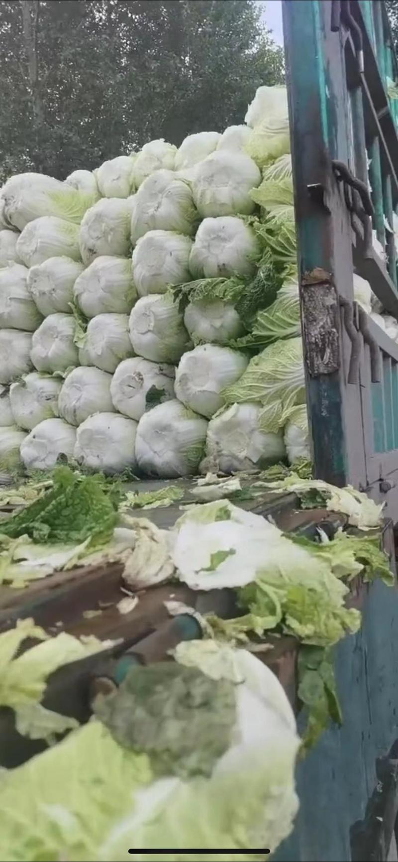 山东青岛平度周边大白菜大量上市，需要的老板联系