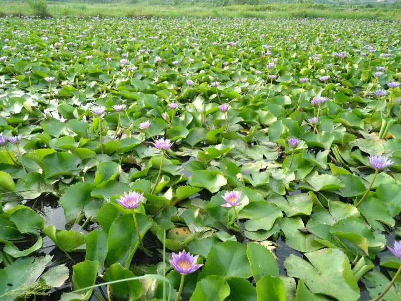 睡莲货源充足，质优价廉，欢迎大量采购。可全国发货