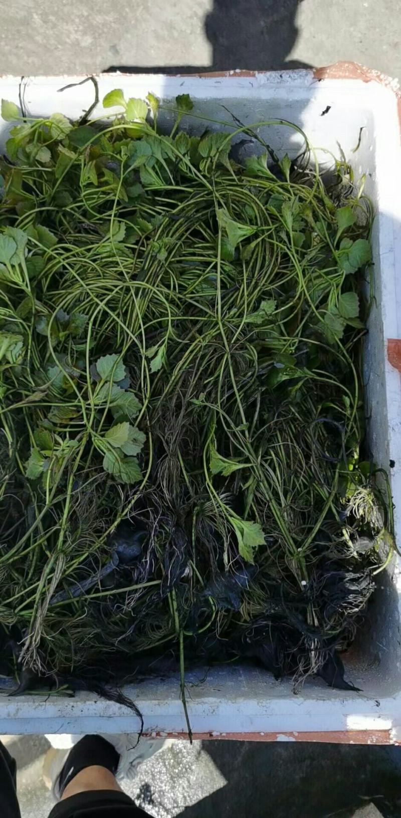 金鱼藻货源充足，质优价廉，可全国发货，欢迎大量采购。