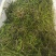 金鱼藻货源充足，质优价廉，可全国发货，欢迎大量采购。