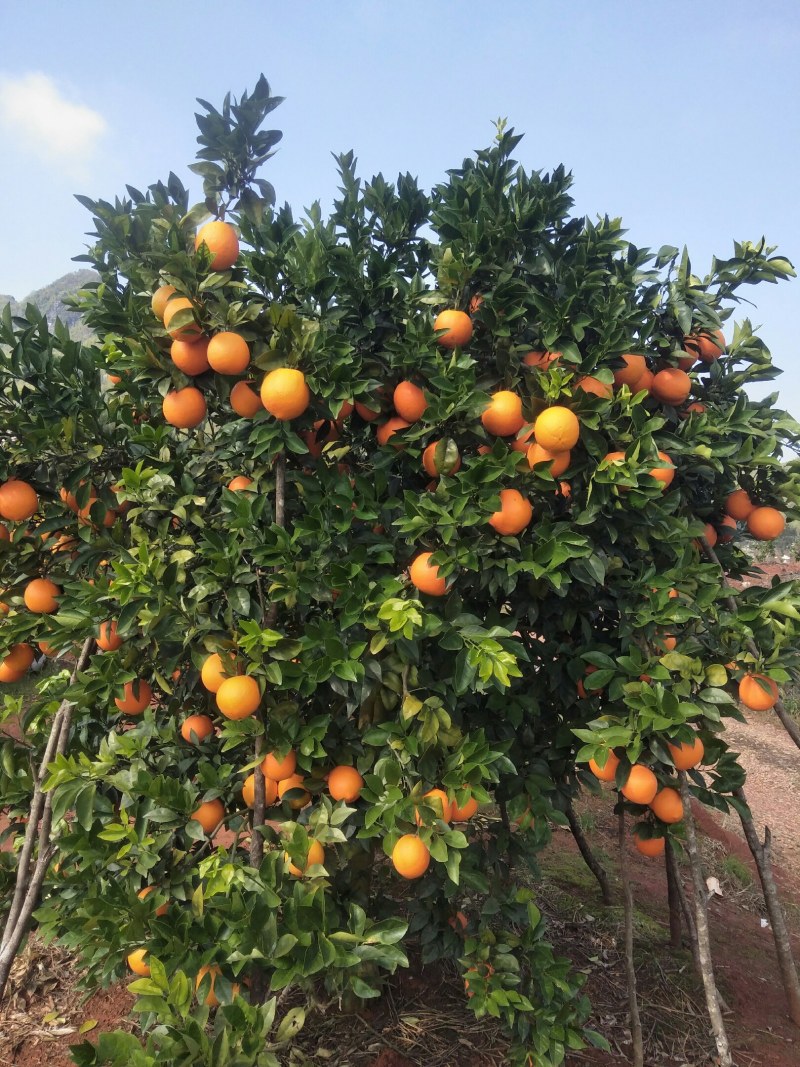 【优选】橙子，脐橙，大量上市了，千亩基地，欢迎来产地考察