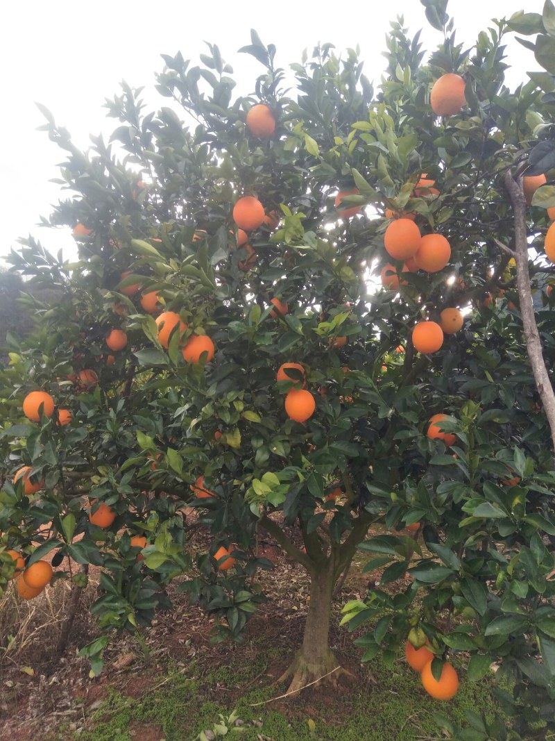 【优选】橙子，脐橙，大量上市了，千亩基地，欢迎来产地考察