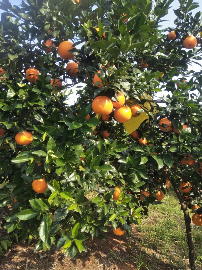 【优选】橙子，脐橙，大量上市了，千亩基地，欢迎来产地考察