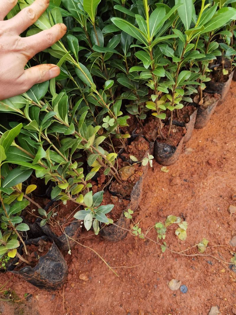 海桐海桐杯苗直销云南海桐种植销售海桐杯苗