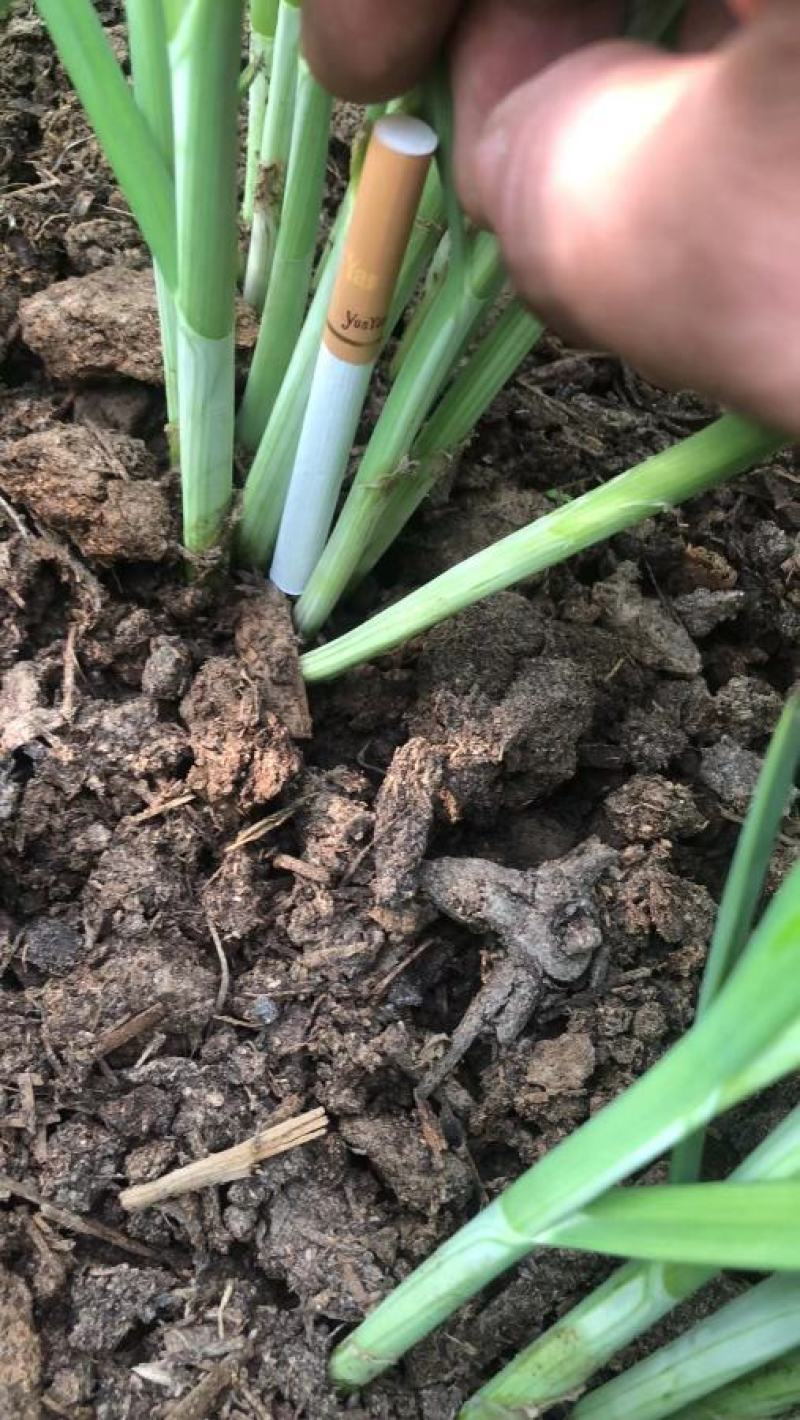 大叶韭菜叶宽根粗头茬开割地头价产地直供质量保证欢迎咨询