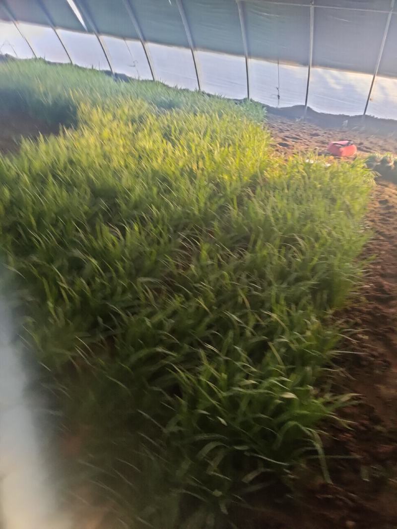 大叶韭菜叶宽根粗头茬开割地头价产地直供质量保证欢迎咨询