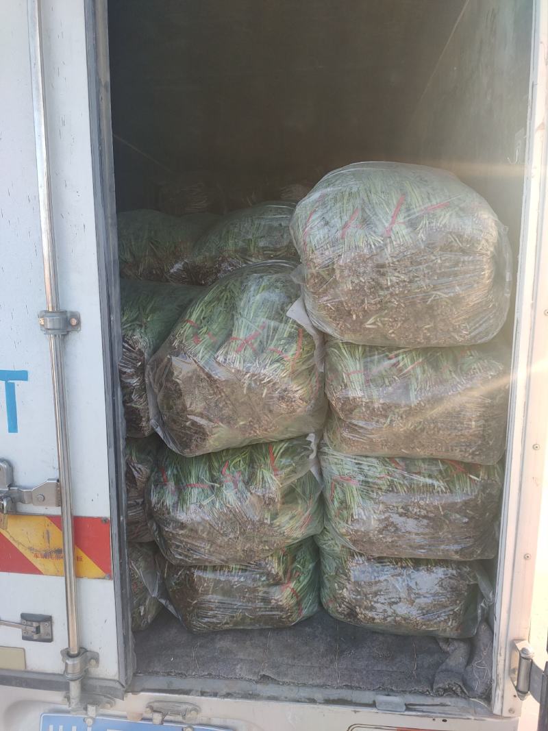 大叶韭菜叶宽根粗头茬开割地头价产地直供质量保证欢迎咨询