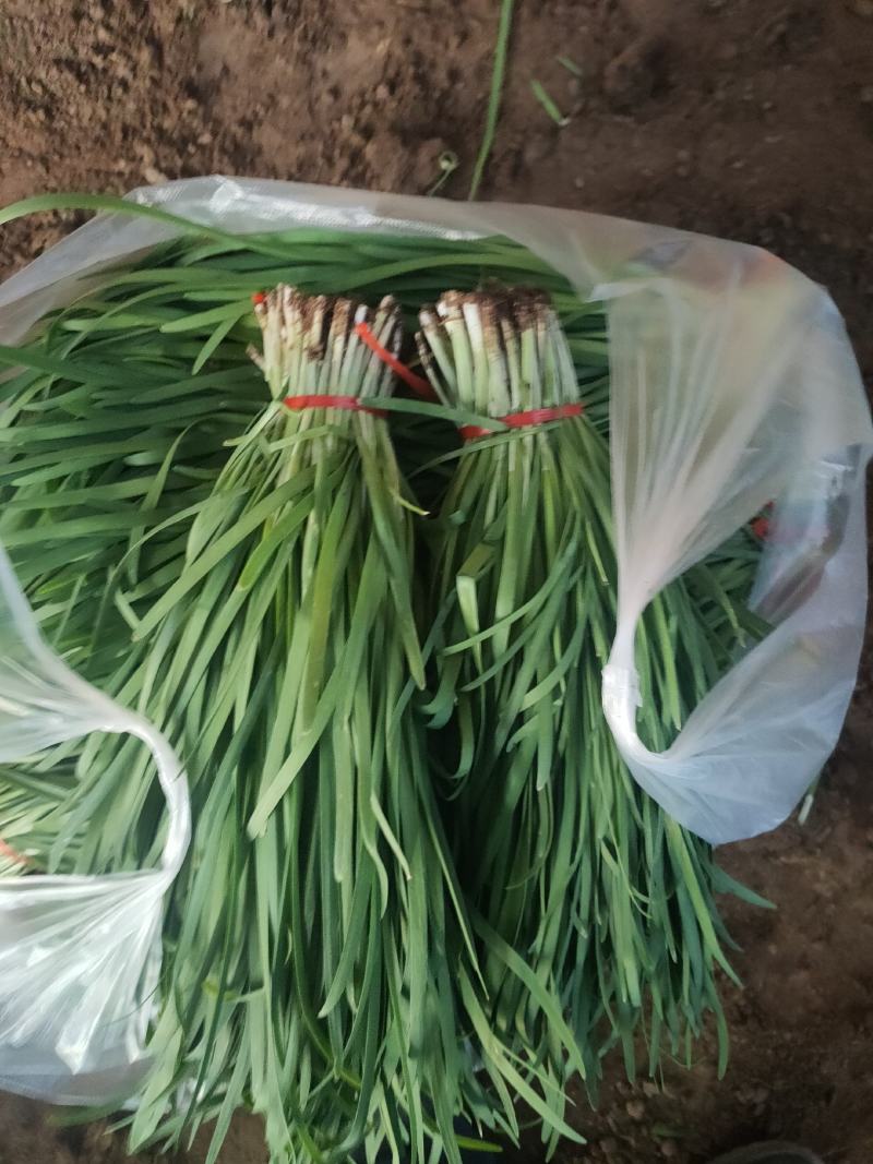 大叶韭菜叶宽根粗头茬开割地头价产地直供质量保证欢迎咨询