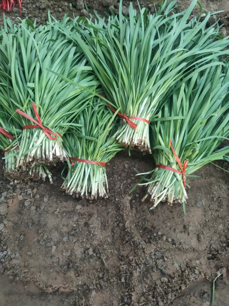 大叶韭菜叶宽根粗头茬开割地头价产地直供质量保证欢迎咨询