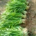 大叶韭菜叶宽根粗头茬开割地头价产地直供质量保证欢迎咨询