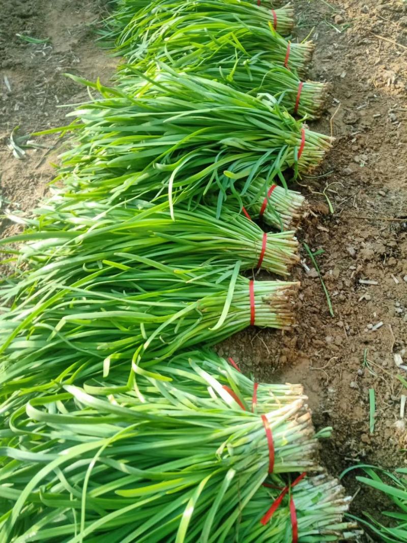 大叶韭菜叶宽根粗头茬开割地头价产地直供质量保证欢迎咨询