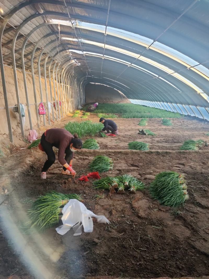 大叶韭菜叶宽根粗头茬开割地头价产地直供质量保证欢迎咨询