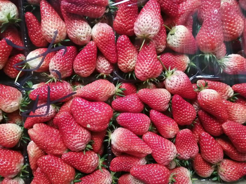 山东平度甜宝草莓，色泽艳丽，味道甜美，香气浓郁，个大而硬