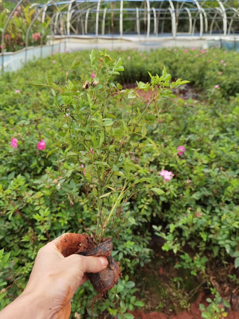 丰花月季丰花月季多分叉丰花月季云南丰花月季