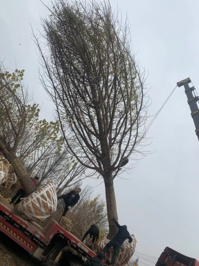 银杏银杏树白果树规格齐全邳州郯城产地直销现场号现挖