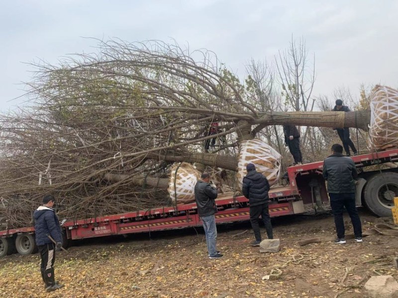 银杏银杏树白果树规格齐全邳州郯城产地直销现场号现挖