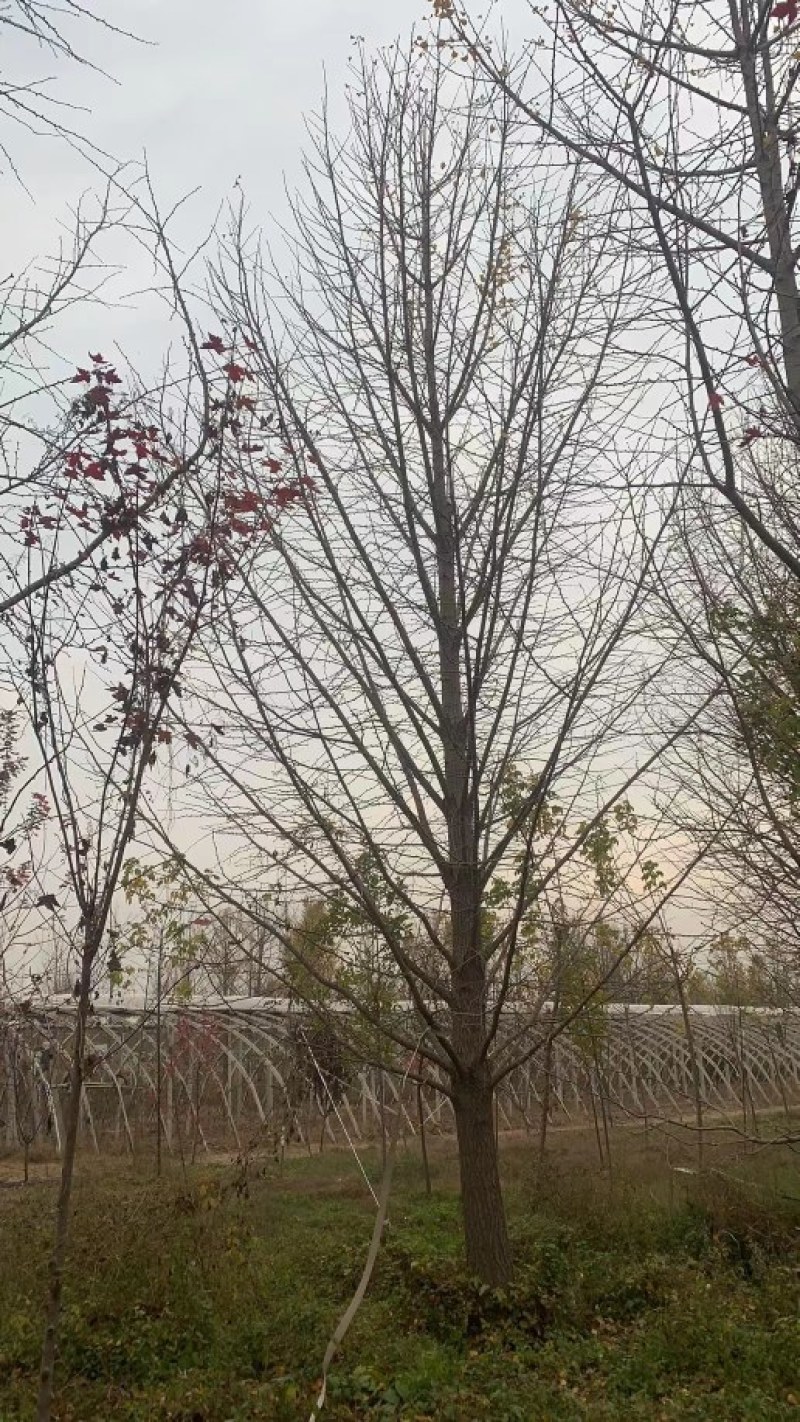 银杏银杏树白果树规格齐全邳州郯城产地直销现场号现挖