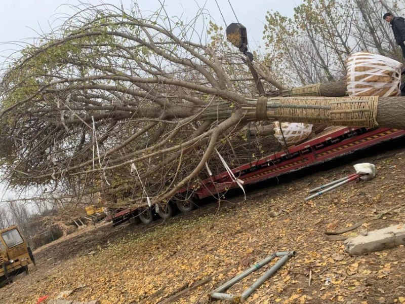 银杏银杏树白果树规格齐全邳州郯城产地直销现场号现挖