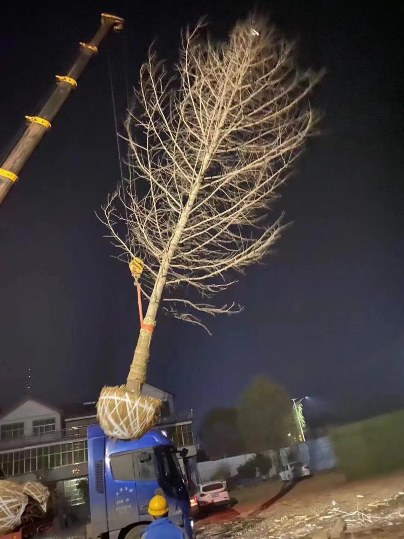 银杏银杏树白果树规格齐全邳州郯城产地直销现场号现挖