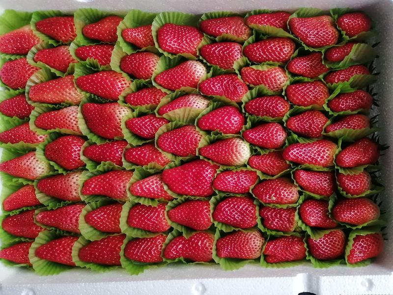 山东平度甜宝草莓，色泽艳丽，味道甜美，香气浓郁，个大而硬