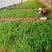 大叶韭菜叶宽根粗头茬开割地头价产地直供质量保证欢迎咨询
