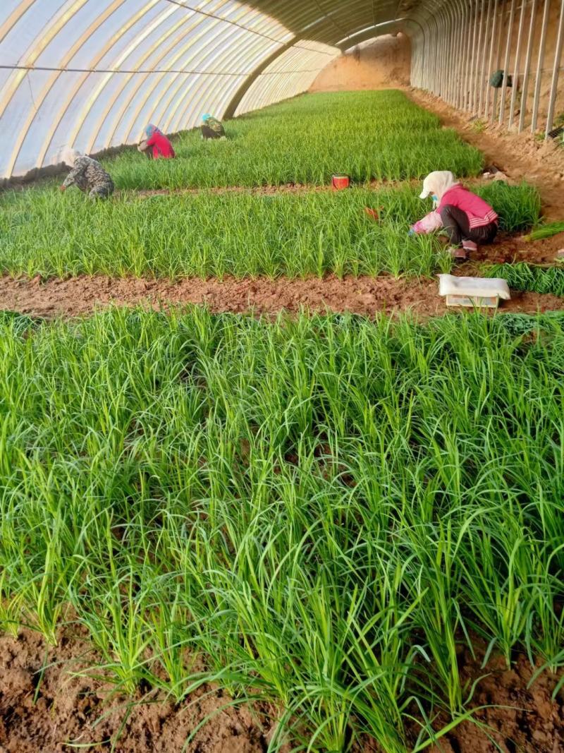 大叶韭菜叶宽根粗头茬开割地头价产地直供质量保证欢迎咨询