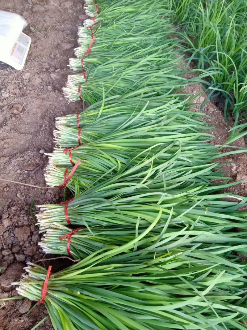 大叶韭菜叶宽根粗头茬开割地头价产地直供质量保证欢迎咨询