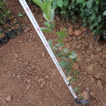 旱冬瓜荒山绿化旱冬瓜苗云南旱冬瓜种植销售