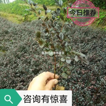 重庆巴南区红继木地苗批发量大价格美丽诚信经营