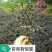 重庆巴南区红继木地苗批发量大价格美丽诚信经营
